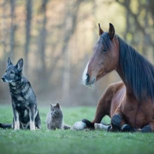 pets